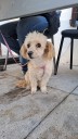 Anuncian nuevas jornadas de esterilizaciones canina y felina gratuitas