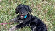 Florida woman saves puppy from alligator attack in backyard creek