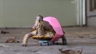 Ijams Nature Center shares turtle's journey to highlight animal care advice