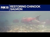 Bellingham hatchery program sees record return of Chinook salmon