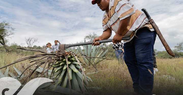Frena el IEPS 59% de las exportaciones de mezcal poblano