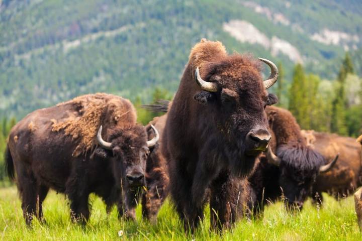 South Dakota Prepares for 60th Buffalo Roundup