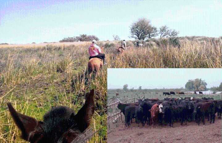 Robaron 97 vacas y un auto 0KM delató a los responsables: imputaron a un atleta olímpico