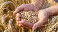 Agricultores guanajuatenses solos, federación no activa la ventanilla de apoyos