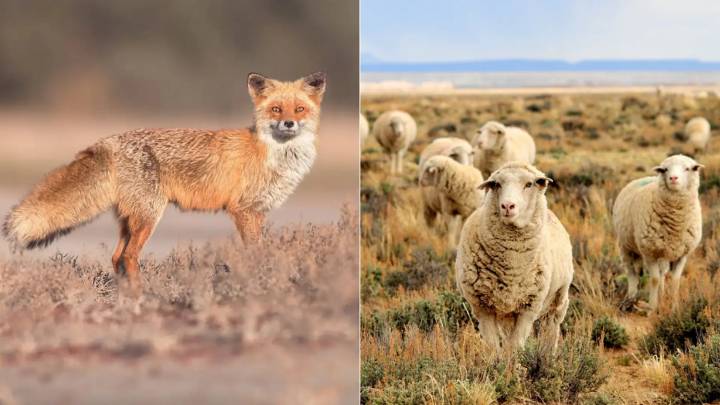 Tras ocho mil años de domesticación, así hemos cambiado el tamaño de los animales