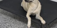 Leigh’s Lost and Found Digital Extra: Springfield Workshop Industrial Solutions opens doggy daycare