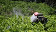 500 familias en Putumayo pasarán de cultivos de coca a cultivos lícitos como el cacao