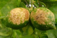 BAJO LA LUPA! El HLB reúne al SENASA y productores CITRÍCOLAS en Mocoretá Corrientes