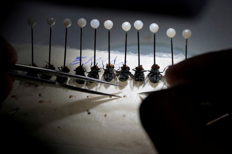 Mexico meat sector decries new livestock movement rules, ivermectin requirement to battle screwworm