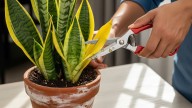 Cómo podar una sansevieria o lengua de suegra en septiembre para que la planta se mantenga vigorosa todo el año
