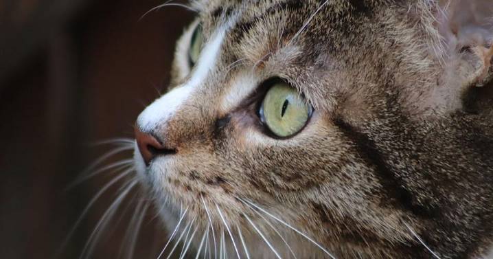 ¿Por qué los ojos de los gatos brillan en la oscuridad?