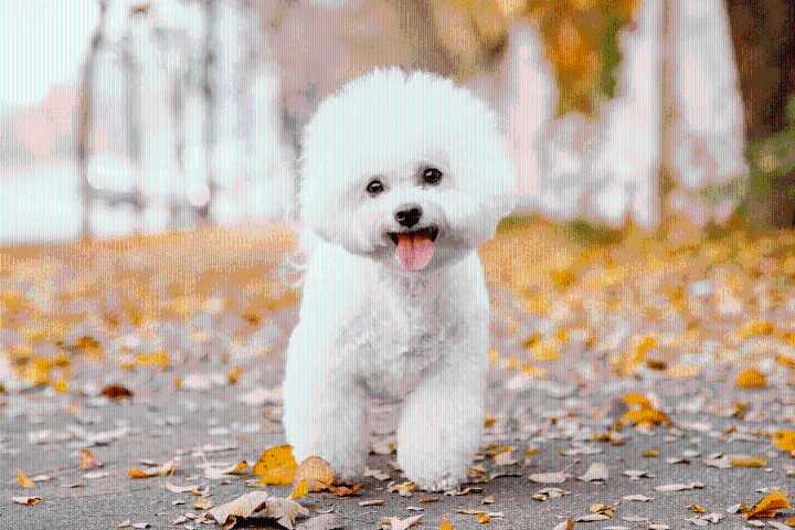11 Fluffy Dog Breeds That Look Like Walking Stuffed Animals