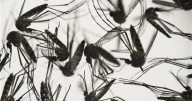 Health officials warn of increased West Nile virus risk for Henrico after mosquito traps test positive