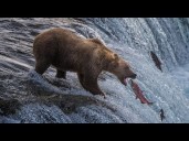 Here are the Fat Bear Week contenders as voting opens