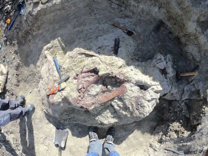 Descubren nuevo dinosaurio con poderosas garras en Argentina