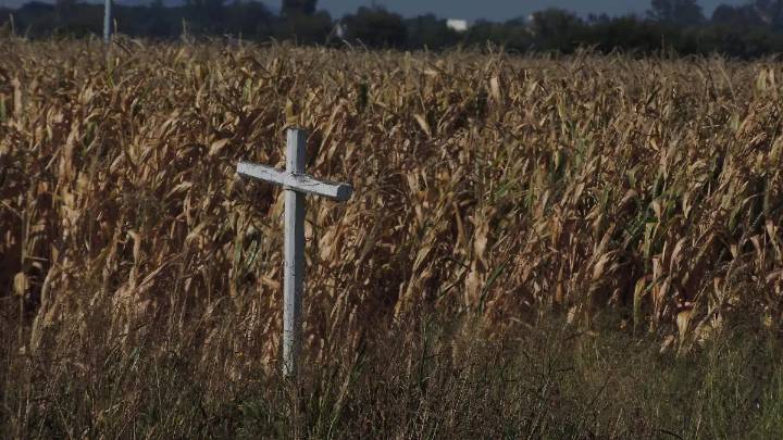 Lluvias hunden cosecha de maíz en Salamanca; afectada 25% de la producción