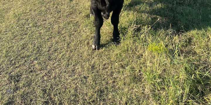 Ranchers in Cowley County report dozens of stolen cattle