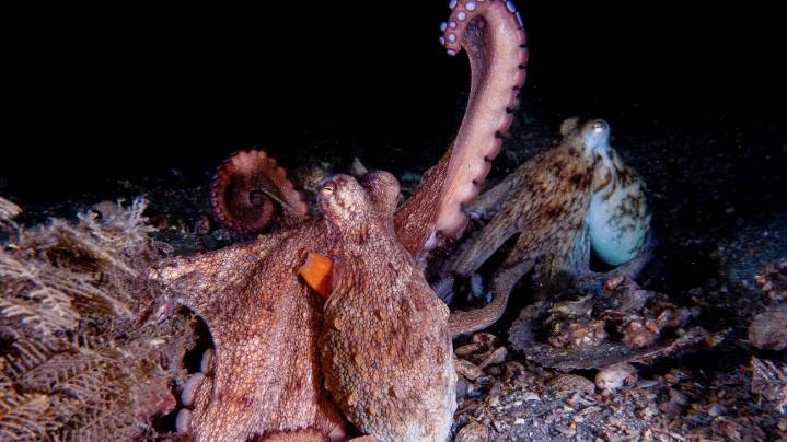 How to use 8 arms? Octopuses tend to explore with their front limbs