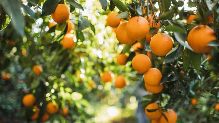 Why Delicious Fruit Trees May Be Welcoming Ticks Into Your Garden