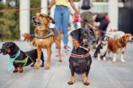 North Scottsdale UMC to host pet blessing and St. Francis of Assisi Celebration Oct. 5