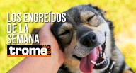 ¡Te robarán el corazón! Conoce a las mascotas engreídas de la semana