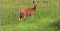 Chronic wasting disease threatens Idaho's big game and hunting traditions