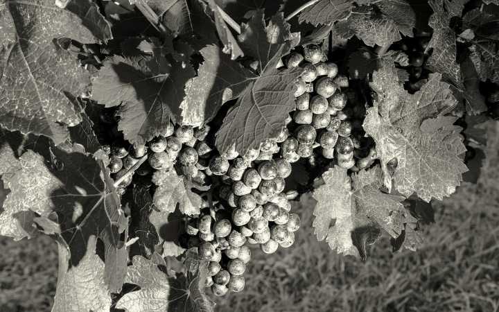 Tips for Your Next Trip to Texas Wine Country
