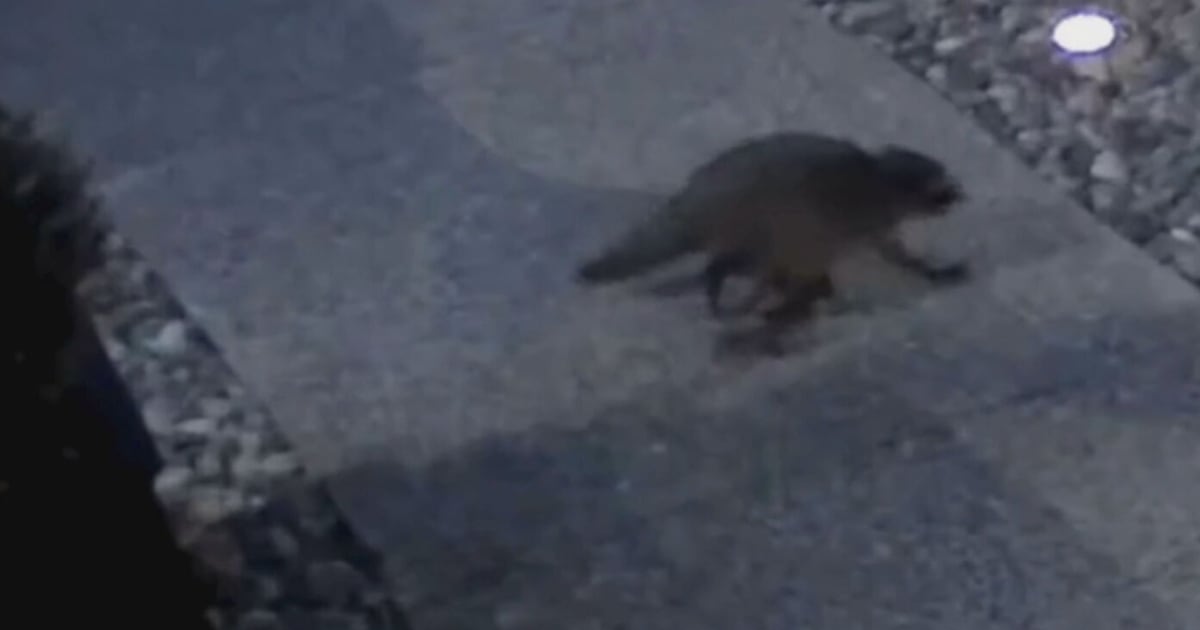 Reward offered for person setting ‘dangerous’ animal traps in B.C.’s Lower Mainland