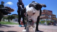 Nueva alianza en busca del bienestar animal entre institutos de Bogotá y Cundinamarca