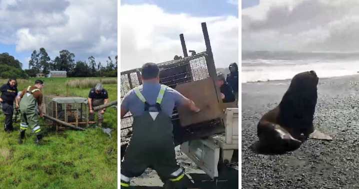 Les "agradeció": comunidad se une para rescatar a lobo marino atrapado en humedal en Puerto Saavedra