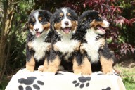 Bernese Mountain Dogs' Owner Proves Coming Home Can't Be Anything but Joy