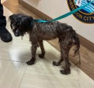 Dog found neglected in Absecon sparks animal cruelty investigation