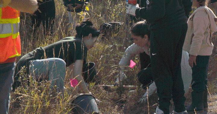 Calgary volunteers plant more than 300 trees at Edworthy Park