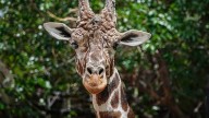 Beloved ABQ BioPark giraffe remembered after death