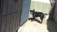 California Man Breaks Down Handing Over Stray Dogs, Then Learns He Saved One’s Life