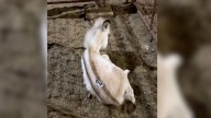 Texas Woman Was Shocked After Discovering This Strange Animal At An Auction House, So She Tried To Help