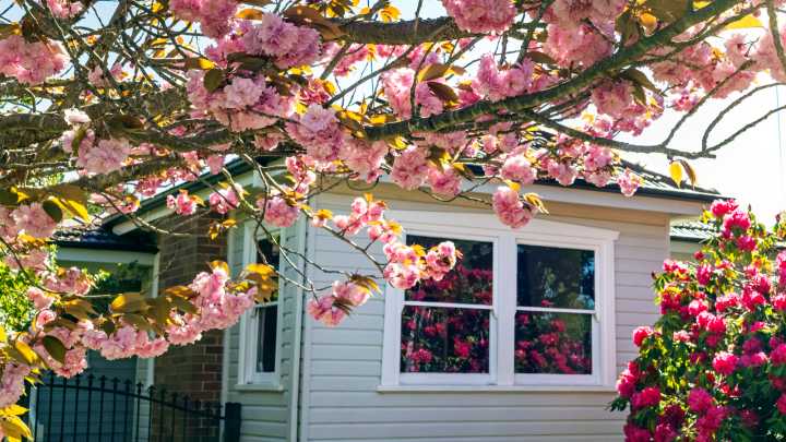 18 Trees That Deliver Continuous Blooms For Year