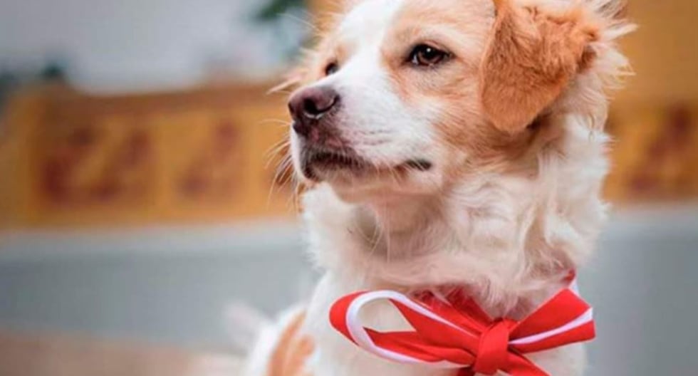 Ejecutivo promulga ley que reconoce al perro Pastor Chiribaya como patrimonio cultural de la Nación 