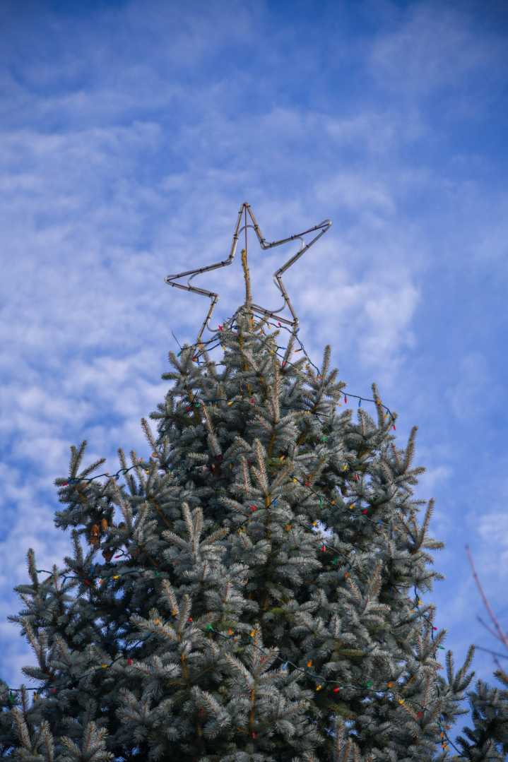Purchase native tree species through ‘Treesgiving’ fundraising appeal