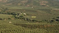 El «estrés servero» pone en jaque la campaña del olivar en Andalucía