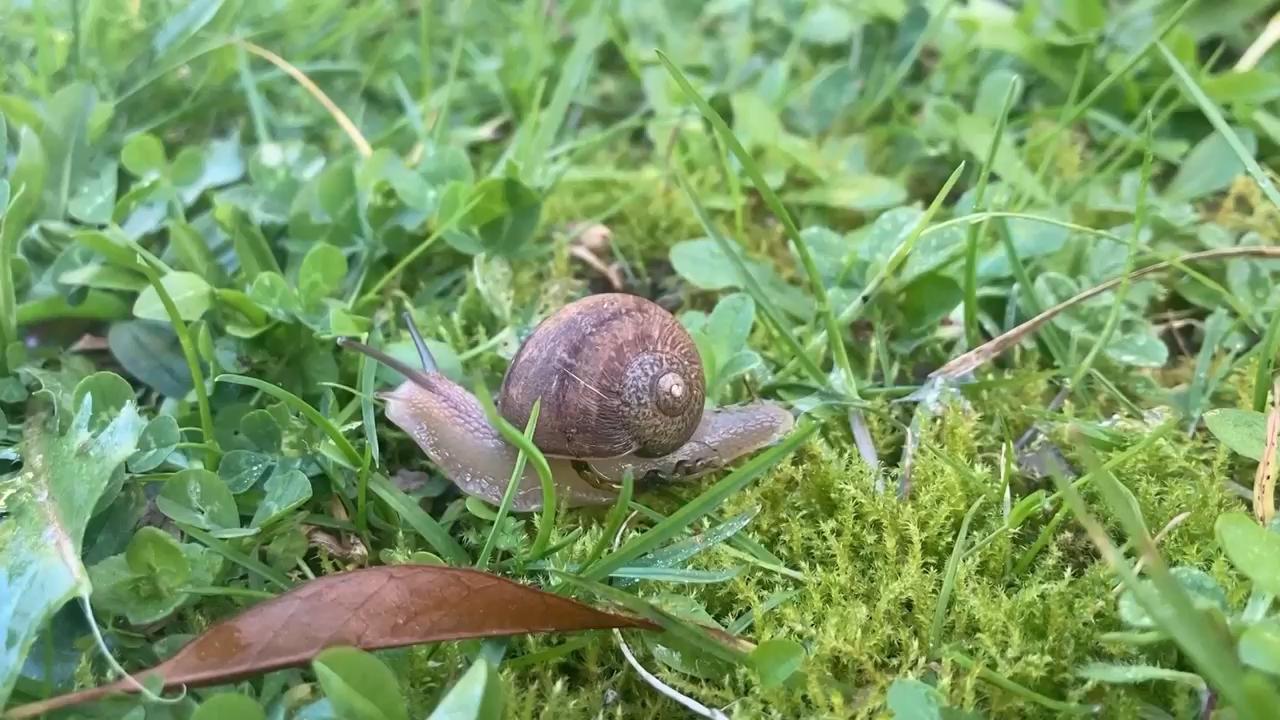 Ned the snail has looks, patience and absolutely no luck in love