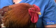 Ordinance allowing backyard chickens approved