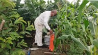 The Inspiring Story Of Vilas Ghatkar, His Organic Banana Garden Blooms At 70
