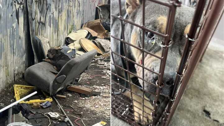 California Rescuers Thought They Had Saved Just A Dog, Then They Uncovered An Unexpected Surprise