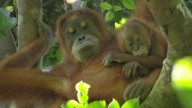 Orangutans Are 'Taught To Make Beds By Observing Their Mothers'