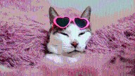 Cat Owners Are Getting High on Love Hormones