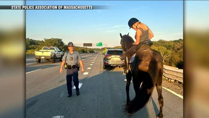 Police respond to runaway horse on Randolph highway