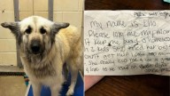 Tennessee Dog Left On The Streets With A Note Finds Her Way Back To Her Mom