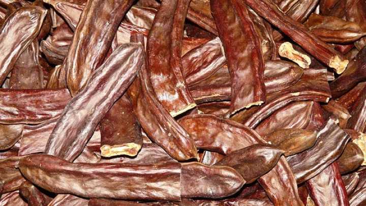 Los algarrobos de las Baleares, en jaque por los precios y una plaga