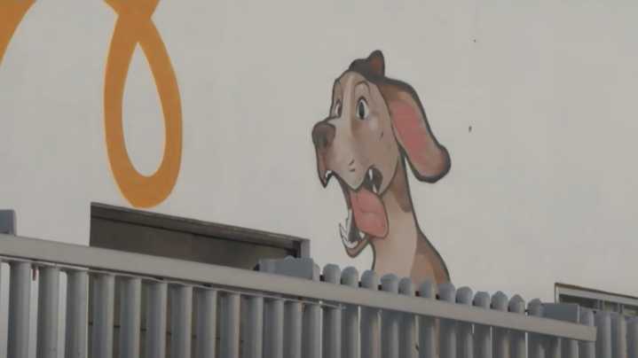 Denuncian Presunta Muerte de 70 Perros en Centro de Bienestar Animal de Santa Catarina, NL